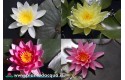 Waterlily you choose color