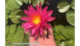 Waterlily Pink Silk
