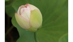 Lotus JuWuBa Edible