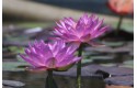 Waterlily Siam Purple 2