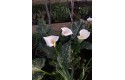 Zantedeschia aethiopica "White Giant" (Calla white giant)