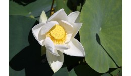 Lotus Carolina Snow