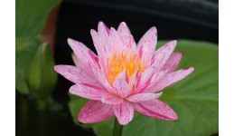 Waterlily Pink Spot