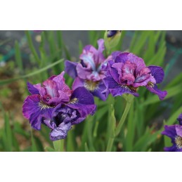 Siberian Iris "Bells and...