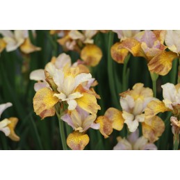 Siberian Iris "Ginger Twist"