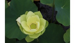 Lotus Jade in Jinling