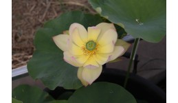 Lotus Sunrise Brocade