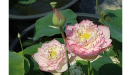 Lotus Pretty Flower