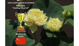 Loto Linting Chun’Ai