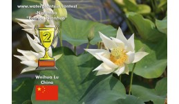 Lotus Foshou Nianhua