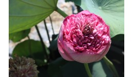 Lotus Ultimate Thousand Petals