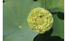 Lotus Gold and Jade Peony