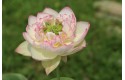 Lotus New Colorful Brocade