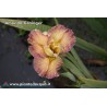 10 iris Louisiana in mix