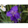 Iris Louisiana "Bayou Bluebird"