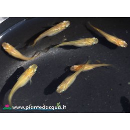 Medaka Cream 6 fishes
