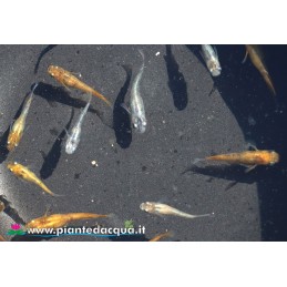 Medaka Akari 6 pesci
