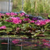 Hardy and tropical waterlilies nymphaea water plants