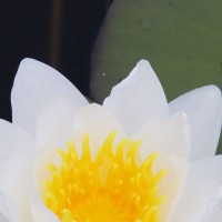 Hardy white waterlilies