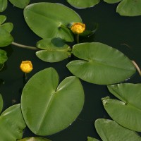 Plants similar to waterlilies