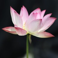 Lotus flowers, nelumbo