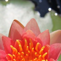 Hardy changeable waterlilies, color changes during flowering days