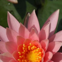 Peach and other colors hardy waterlilies