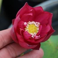 Small and medium flower lotus