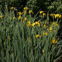 Bog and wetland iris
