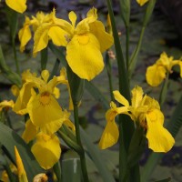 Iris pseudacorus and varieties