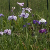 Iris ensata, giapponesi