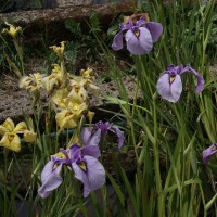 Iris pseudata, pseudacorus - ensata