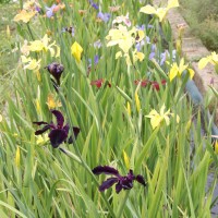 Vivaio piante d'acqua - Iris Louisiana - Vendita piante acquatiche