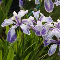 Laevigata Iris