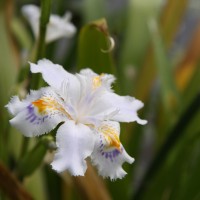 Japonica Iris