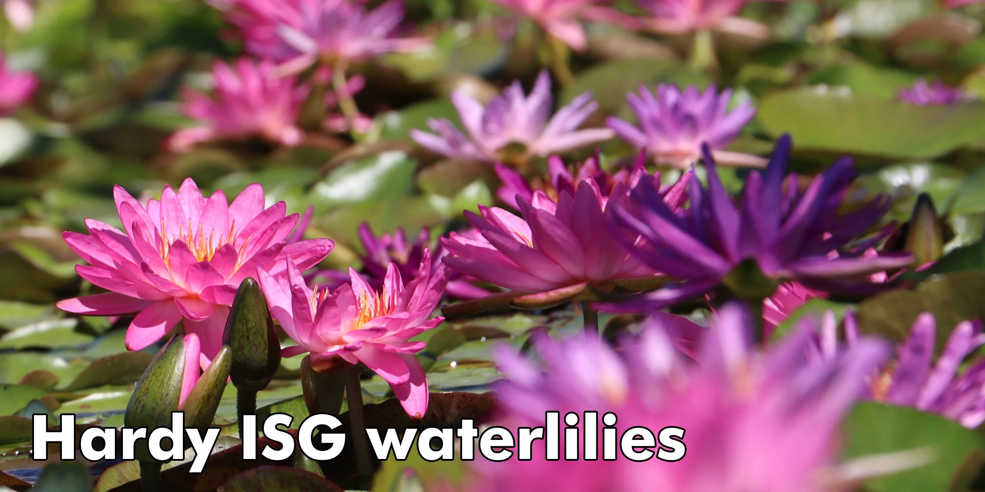 ISG Hardy Waterlilies