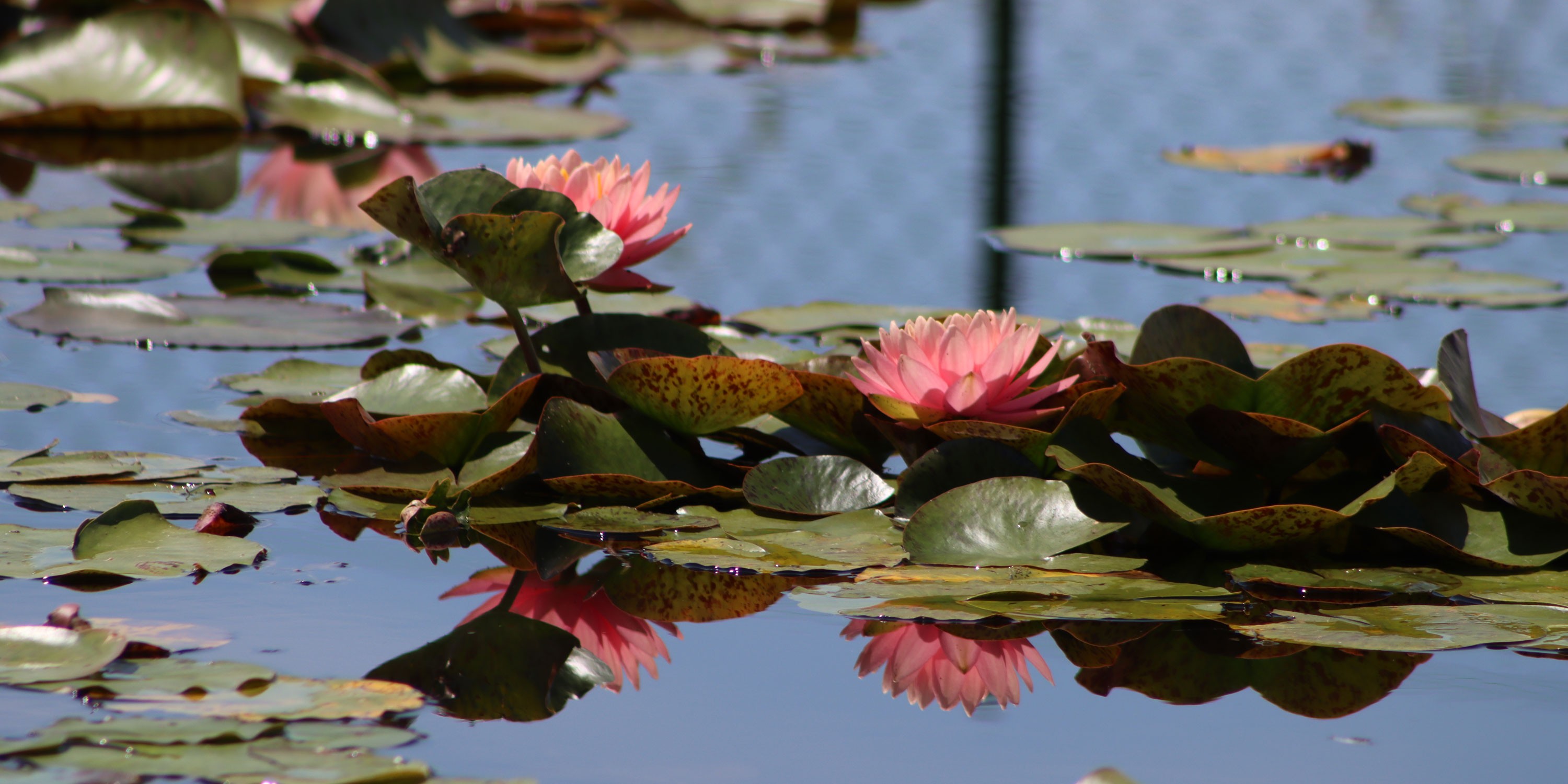 The largest hardy waterlilies collection in the world